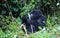 Closeup portrait of endangered adult Silverback Mountain Gorilla Gorilla beringei beringei playing with bamboo Volcanoes