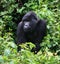 Closeup portrait of endangered adult Silverback Mountain Gorilla Gorilla beringei beringei resting in bamboo Volcanoes National