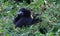 Closeup portrait of endangered adult Silverback Mountain Gorilla Gorilla beringei beringei resting in bamboo Volcanoes National