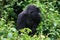 Closeup portrait of endangered adult Silverback Mountain Gorilla Gorilla beringei beringei resting Volcanoes National Park