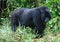 Closeup portrait of endangered adult Silverback Mountain Gorilla Gorilla beringei beringei standing on all fours Volcanoes