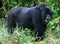 Closeup portrait of endangered adult Silverback Mountain Gorilla Gorilla beringei beringei standing tall showing teeth Volcanoes