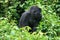 Closeup portrait of endangered adult Silverback Mountain Gorilla Gorilla beringei beringei Volcanoes National Park Rwanda