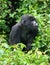 Closeup portrait of an endangered adult Silverback Mountain Gorilla Gorilla beringei beringei in Volcanoes National Park Rwanda