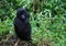 Closeup portrait of endangered baby Mountain Gorilla Gorilla beringei beringei looking at camera Volcanoes National Park Rwanda