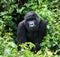 Closeup portrait of endangered Silverback Mountain Gorilla Gorilla beringei beringei looking directly at camera Volcanoes