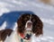 Closeup portrait of a English Springer Spaniel looking into the camera on a snowy day