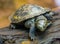 Closeup portrait of a european pond turtle, tropical reptile specie from Europe, Near threatened animal species