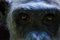 Closeup portrait of eyes of old white chimp