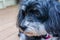 Closeup portrait of the face of a beautiful black and white Havanese dog outside with a brown deck background