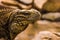 Closeup portrait of the face of a cuban rock iguana, tropical and vulnerable lizard specie from the coast of Cuba