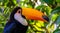 Closeup portrait of the face of a toco toucan, tropical bird specie from America