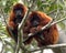 Closeup portrait of a family of Bolivian red howler monkeys Alouatta sara with baby, sitting in treetops in the Pampas del Yacum