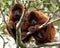 Closeup portrait of a family of Bolivian red howler monkeys Alouatta sara with baby, sitting in treetops in the Pampas del Yacum