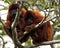 Closeup portrait of a family of Bolivian red howler monkeys Alouatta sara with baby, sitting in treetops in the Pampas del Yacum