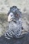 Closeup portrait of a female great curassow bird