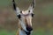 Closeup portrait of a female pronghorn with blur background