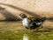 Closeup portrait of a female ruff walking through the water, Wading bird from Eurasia