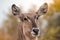 A closeup portrait of a female waterbuck kobus ellipsiprymnus, South Africa