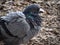 Closeup portrait of fluffy pigeon with beautiful orange eyes sitting in public park in Rome