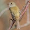 Closeup portrait of a flycatcher species in the Crex Meadows Wildlife Area in Northern Wisconsin