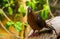 Closeup portrait from the front of a socorro dove, Pigeon that is extinct in the wild, Tropical bird specie that lived on socorro