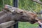 Closeup portrait of funny curious head of a moose or Eurasian elk with big brown eyes and nose