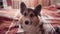 Closeup portrait of funny cute tricolor dog Welsh Corgi breed luing on bed in bedroom at home