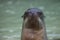 Closeup portrait of Galapagos Fur Seal Arctocephalus galapagoensis with head sticking out of water Galapagos Islands, Ecuador