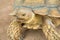 Closeup portrait galapagos turtle in thailand