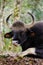 Closeup portrait of Gaur bull sits in the jungle