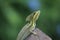 Closeup portrait of gecko-type type lizard