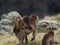 Closeup portrait of Gelada Monkey Theropithecus gelada family mother and baby grazing Semien Mountains Ethiopia