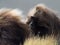 Closeup portrait of Gelada Monkey Theropithecus gelada grooming Semien Mountains Ethiopia