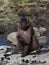 Closeup portrait of Gelada Monkey Theropithecus gelada looking at camera Semien Mountains Ethiopia