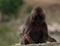 Closeup portrait of Gelada Monkey Theropithecus gelada playing with grass Semien Mountains Ethiopia