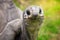 Closeup portrait of a giant aldabra tortoise