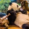 Closeup portrait of a giant panda bear relaxing, Vulnerable animal specie from Asia