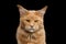 Closeup portrait Ginger Maine Coon Cat Isolated on Black Background