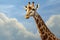 Closeup portrait giraffe on blue sky background looking down