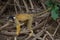 Closeup portrait of Golden Squirrel Monkey Saimiri sciureus resting on branch, Bolivia