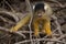 Closeup portrait of Golden Squirrel Monkey Saimiri sciureus spread across branches playing, Bolivia
