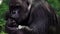 Closeup portrait of gorilla male, severe silverback, watching his somewhere family. Menacing expression of great ape