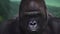 Closeup portrait of gorilla male, severe silverback, watching his somewhere family. Menacing expression of great ape