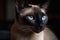 Closeup Portrait of a Graceful Purebred Siamese Cat, Generative AI