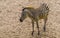 Closeup portrait of a grants zebra, tropical wild horse specie from Africa