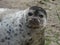 Closeup portrait of a gray harbor seal looking into the camera