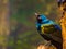 Closeup portrait of a greater blue eared starling, beautiful glossy bird sitting in a tree, tropical animal specie from Africa