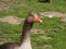 Closeup portrait of a greylag goose on a meadow