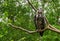 Closeup portrait of a griffon vulture looking towards the camera, Scavenger bird specie from Europe